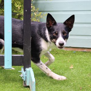 Agility Groups