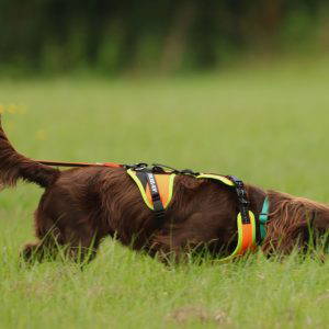 Scent Training Intro