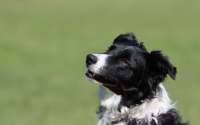 Should I get a working breed Dog?