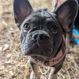 Puppy School