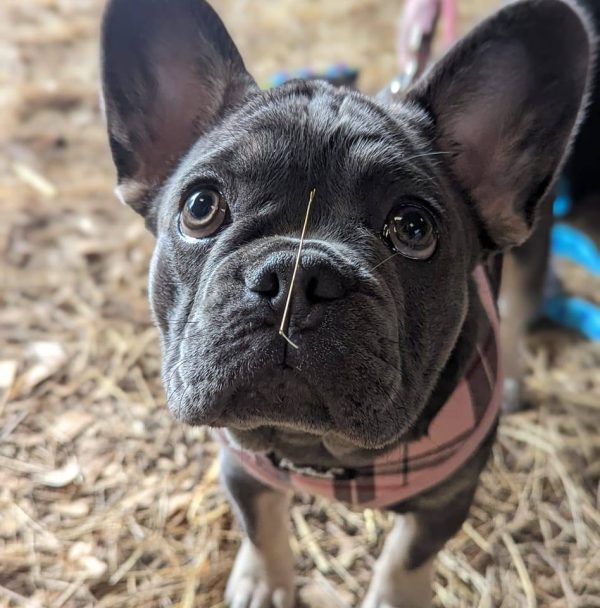 Puppy School