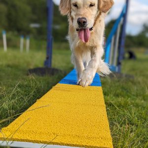 Agility Fun-damentals