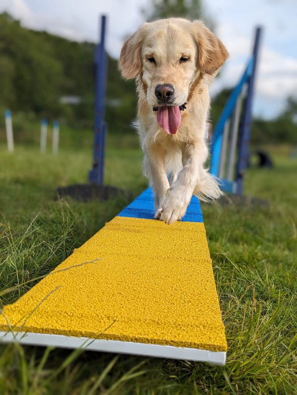 Agility Fun-damentals