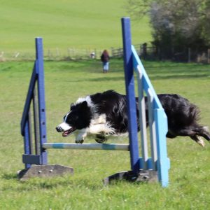 Agility Skills