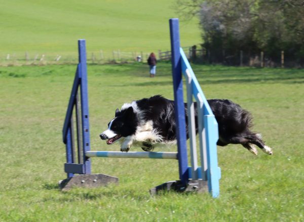Agility Skills