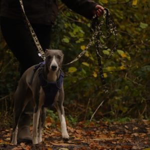 Mantrailing - Progression