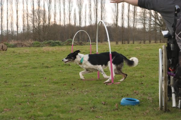 Hoopers Beginners