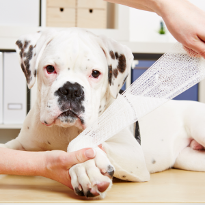 Dog First Aid