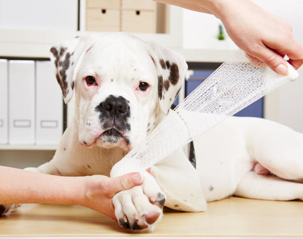 Dog First Aid